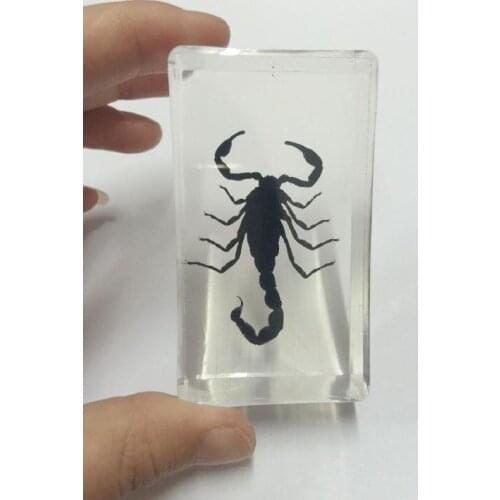 FREE SHIPPING yqtdmy black scorpion insect lucid square fashion cool jewelry
