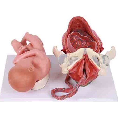 Full term fetal delivery process model infant birth process model obstetrics and Gynecology Teaching Model