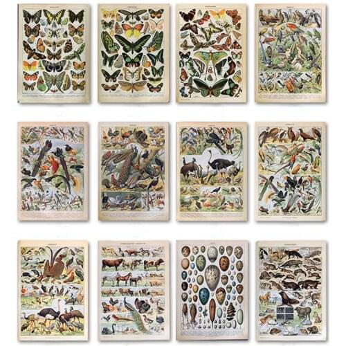Butterfly Birds Vintage Poster and Prints Flowers Mushrooms Botanical Educational Prints Canvas Wall Art Painting Pictures