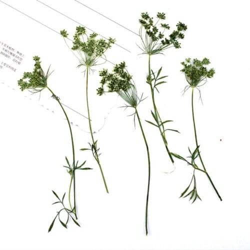 120pcs Side Pressed Dried Ammi Majus Flower With Stalks Plants Herbarium For Times Gems Jewelry Postcard Phone Case Bookmark DIY