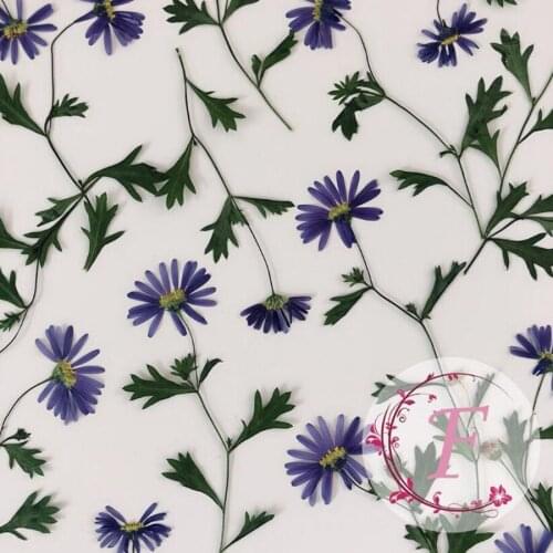 30pcs Pressed Dried Blue Daisy With Stalk Plant Herbarium For Jewelry Postcard Invitation Card Phone Case Bookmark Candle Art