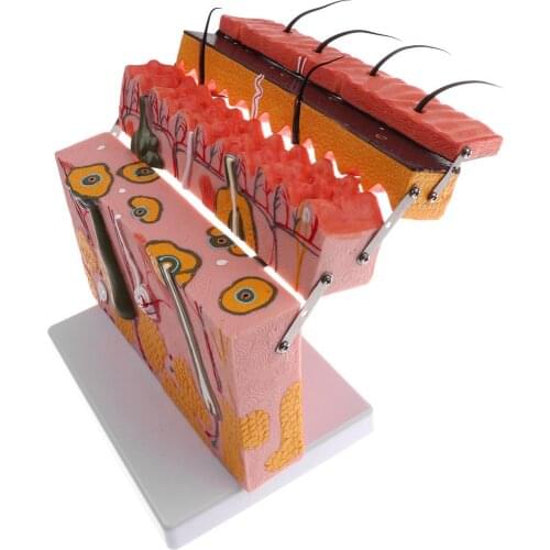 70x flexible section 4 layers skin anatomy model Human skin model magnification medical model kit