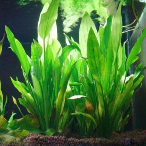 15CM/10CM Underwater Artificial Aquatic Plant Ornaments For Aquarium Fish Tank Green Water Grass Landscape Decoration