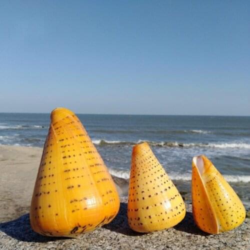 Natural conch shells specimen fish tank decoration floor decorative gift Lucky Home Decoration nautical home decor