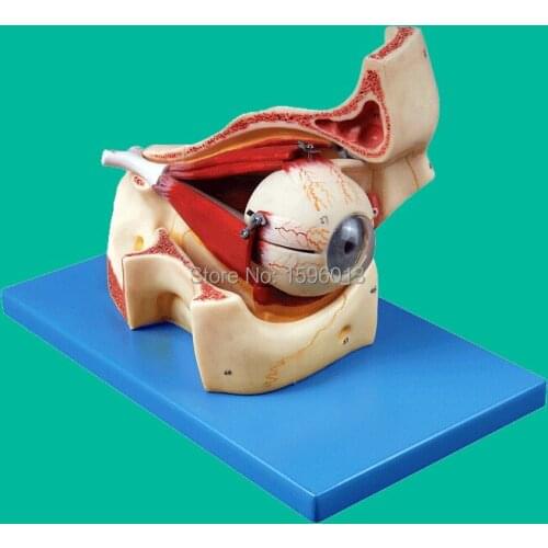 Advanced eye and orbital model, Anatomical Eyeball with Part of Orbit, Eye Model