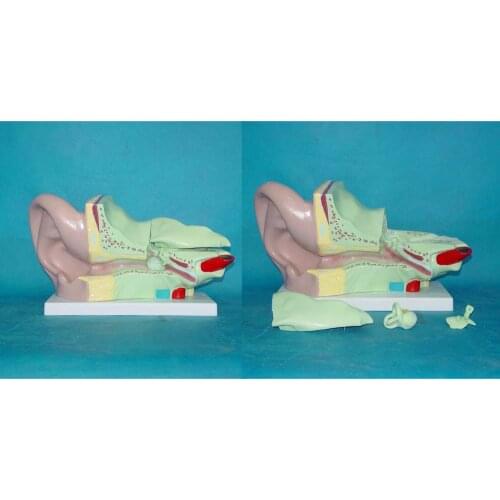 Inner Ear Anatomy Human Ear Anatomical Anatomy Model Organ Anatomical Model Medical Human Specimen Model Medical Teaching Models