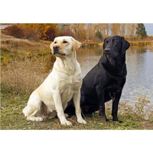 Full Square Diamond Embroidery labrador dogs pet puppy Diy 5D Diamond Painting Cross Stitch Kits Arts And Crafts hobby FG1050