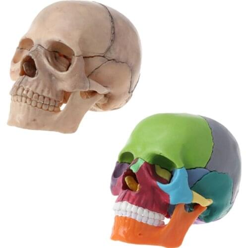 15pcs/set 4D Disassembled Color Skull Anatomical Model Detachable Medical Teaching Tool