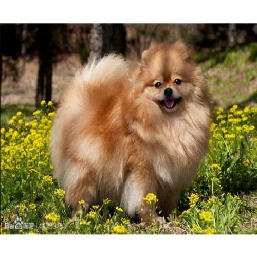 Handmade Diamond Embroidery Dog Diamond Painting Full Diamond Mosaic Picture of Rhinestones Cross-stitch Kits Christmas Gift Dog