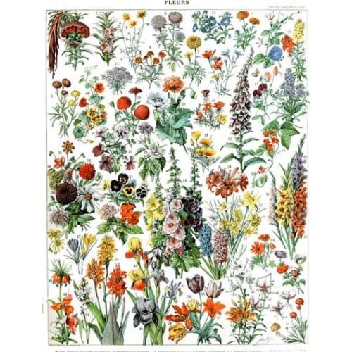 More style Vintage Adolphe Millot Encyclopedia Mushrooms Herbs Flowers Art Film Print Silk Poster Home Wall Decor 24x36inch