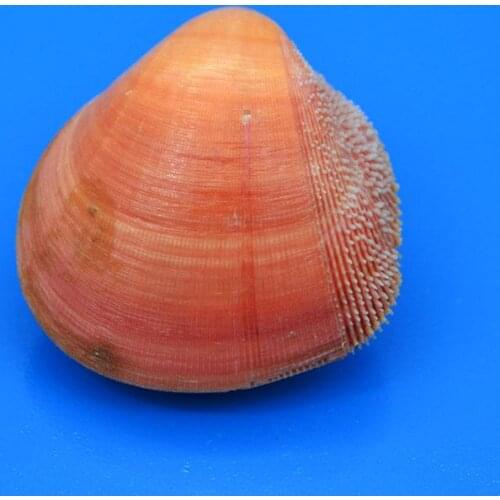 Conch Shells Nautical Home Decor Seashell Beach Wedding Decorations Specimen Collectibles Fish Tank Aquarium Decor