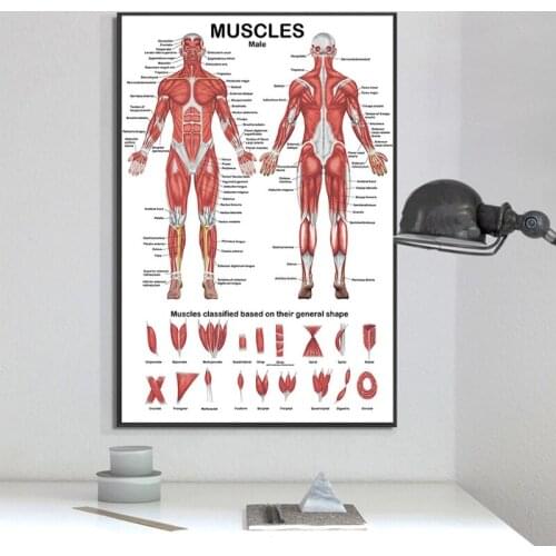 Multifunctional Realistic Muscle Anatomy Chart In front/Back Sided Education Use Only 19.69'' x 27.56'' for Doctors