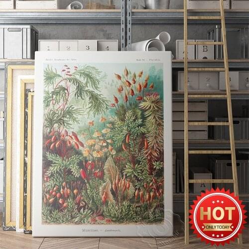 Ernst Haeckel Poster, Kunstformen Der Natur Illustration, Muscinae–Laubmoose A Giltsch Gem Wall Picture, Retro Plant Prints Art