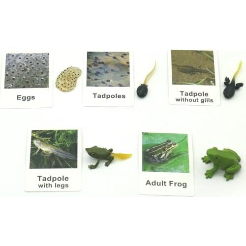 Frog Life Cycle Montessori 3-Part Cards Baby Learning Toys Educational Toys For Toddlers Juguetes Montessori K0944H
