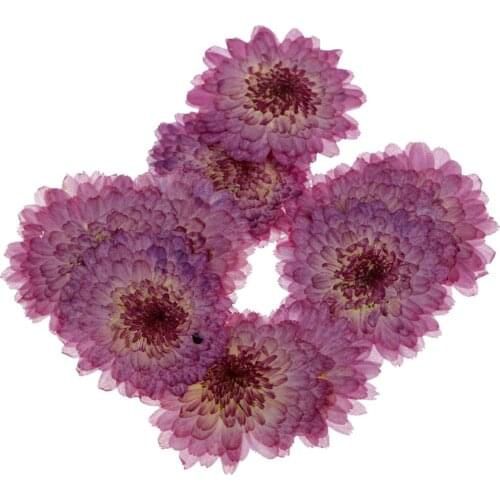 20pc Pressed Real Dried Chrysanthemum Flowers for Phone Case Card Decoration
