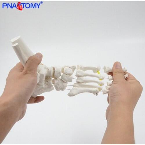 Flexible Foot Bone Model Adult Size Human Skeleton Anatomy Medical Teaching Tool PVC Material PNATOMY Hospital Gift Skeletal