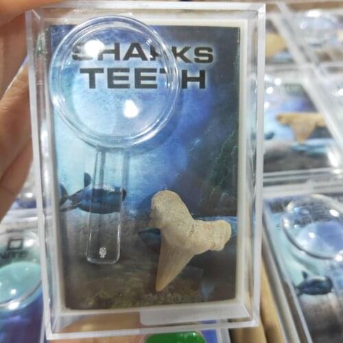 Shark tooth collection with simple magnifying glass view