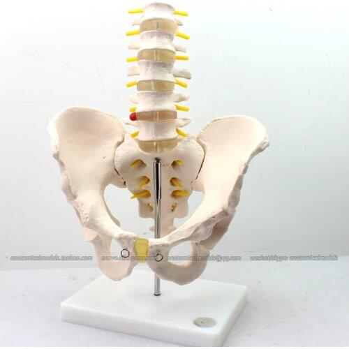 CMAM/12342 Pelvis, L1-L5 Lumbar vertebra, Plastic Pelvis Medical Anatomical Human Model