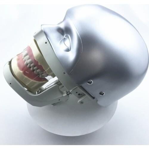 Dental Simulator Manikin Phantom Head demonstrations practical exercises tools dental model