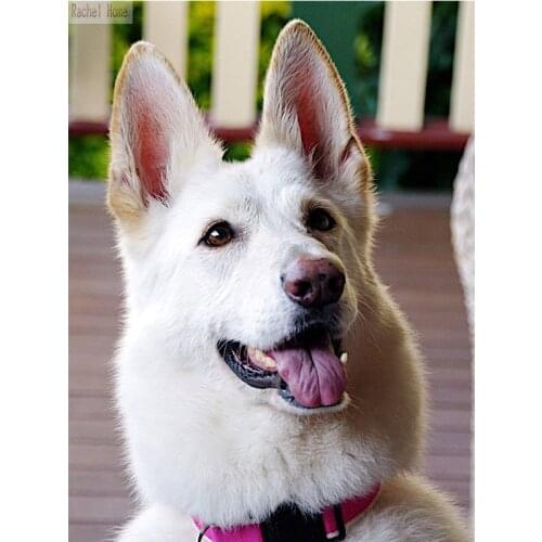 Diamond Embroidery Diy Diamond Painting Cross Stitch Kits Diamond Mosaic Dog Full Square Diamond Embroidery AD267