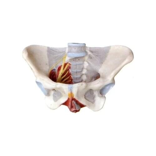 Female pelvis with pelvic floor muscles and nerve model demonstration of human genital anatomy model natural size 21*30*22cm