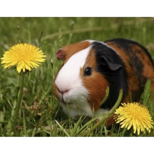 Diamond Embroidery Animals Guinea Pig Diamond Painting Cross Stitch Kits pig Square Rhinestone wall stickers Mosaic gift E1465