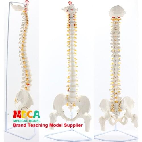 85CM hanging white spine belt femur massage beauty body spine model medical teaching MJZ202