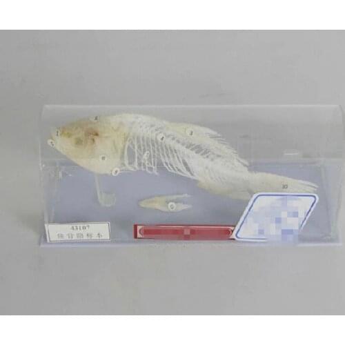 Fish skeletal specimens fish skeleton model educational equipment teaching model
