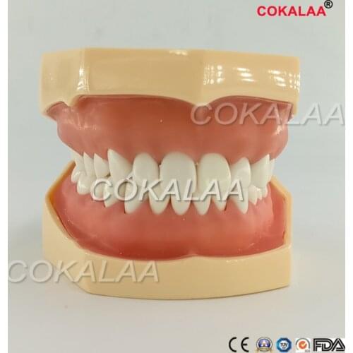 Dental 28 pcs teeths and standard Teeth Model for Dental Practice use Dental All Removable Teeth Model