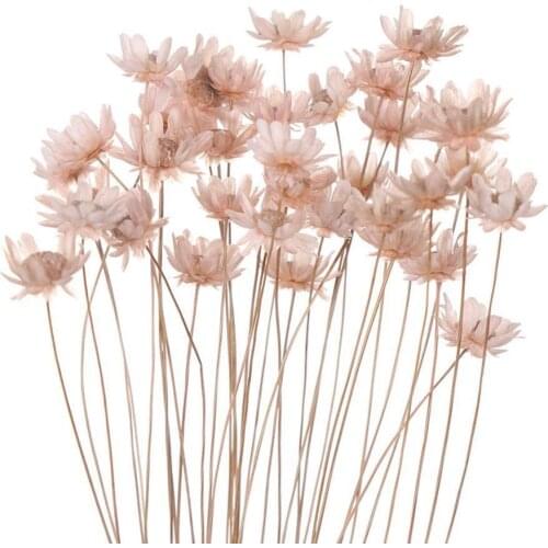 30pcs Decorative Dried Flowers Mini Daisy Small Star Flowers Bouquet Natural Plants preserve Floral for Wedding Home Decoration