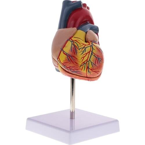 1: 1 Human Heart Organ Model Removable 2 Parts Anatomical Model for School Teaching Tool Learning Display Lab Supplies