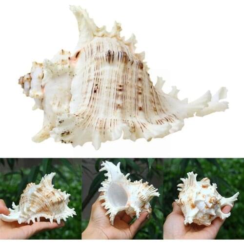 Selection Of Genuine Big Sea Shells. Mixed Sea Shell Original Kylin Snail Natural Authentic T2T8