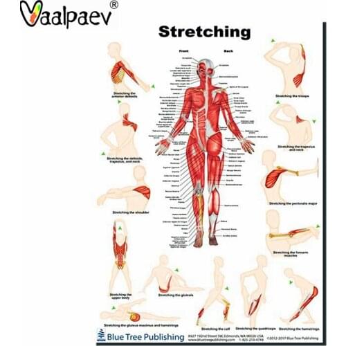 Steam Science Aids Fitness Muscle Sretching Bodybuilder Poster Bones Doctor Learning Educational Toys Family Healthy Supplies