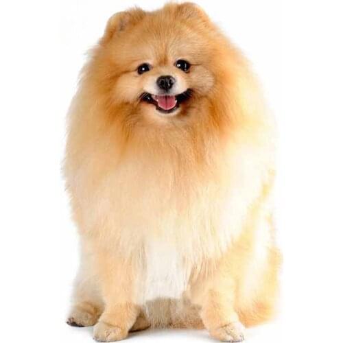 Fuzhen Boutique Decals Exterior Accessories Beautiful Animal Pomeranian Dog Car Stickers Bumper Door Body Window Vinyl Decal