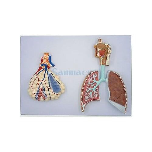 Human Relief Model of Respiratory System With Pulmonary Alveoli Anatomical Medical