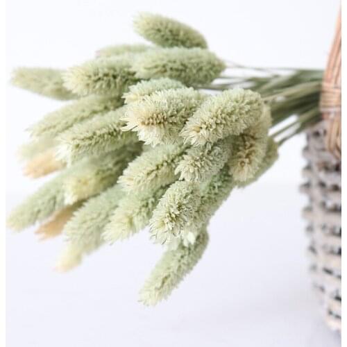 Natural Dried Flowers Rabbit Tail Grass Bunch Real Flower Bouquet Pampas Grass Wedding Party Home Decor DIY Craft Typha Lagurus