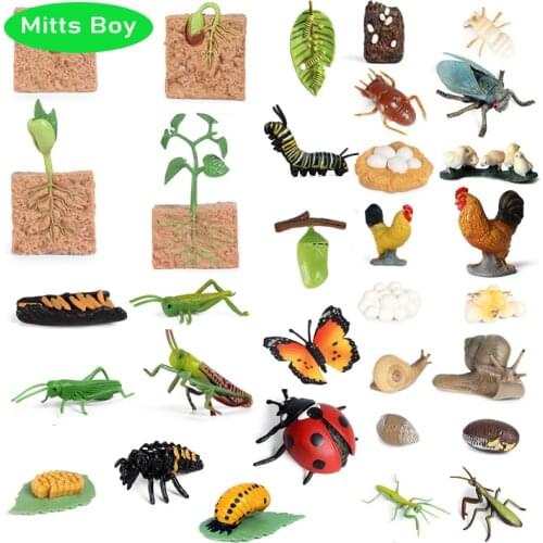 Simulation Insect Plant Growth Seed Solid Soybean Toy Figures Mini PVC Figures Toys Science Education Toy for Baby In Early Toy
