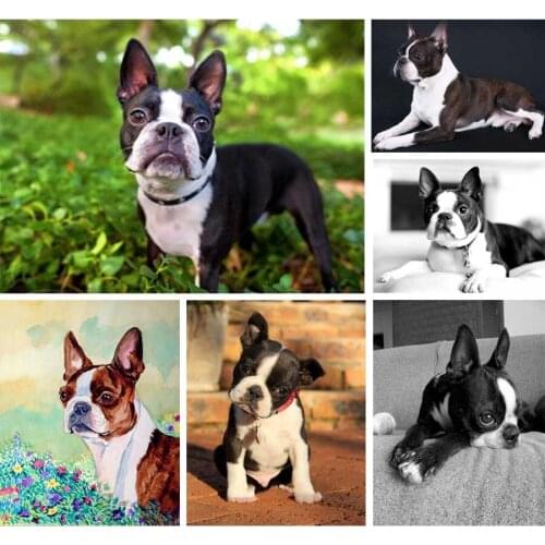 New Hot DIY Diamond Painting Cross Stitch Animal Pet Boston Terrier Diamond Mosaic 5D Happy Dog Wall Painting For New Year Gift