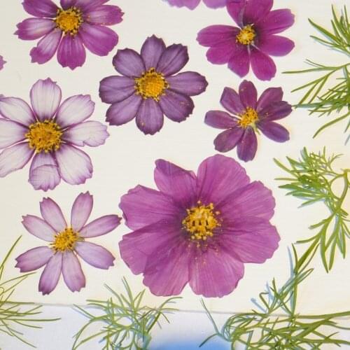 100pcs 4-8cm Pressed Dried Calliopsis Galsang Flower For Epoxy Resin Jewelry Making Makeup Face Bookmark Nail Art Craft DIY