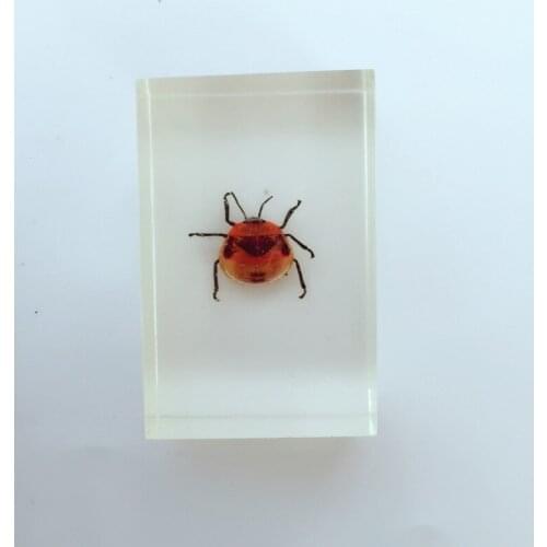 Real Stinkbug Embedded Specimen Arthropod Specimen Model Real Insect Specimen Transparent Resin Entomology Teaching Aids
