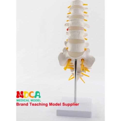 Lumbar vertebrae tail vertebra spinal nerve model skeleton skeleton vertebral anatomy model coccygeal visual medical teaching
