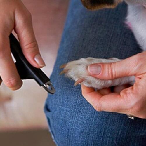 Professional Pet Nail Clipper Stainless Steel Dog Cat Toe Trimmers Puppy Claw Grooming Scissor Nails Cutter Tool Hot