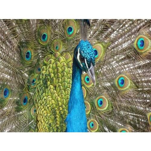 DIY Diamond 5D Embroidery Paintings Resin Square Rhinestone Full Pasted Unfinished Halloween painting Cross Stitch Peacock