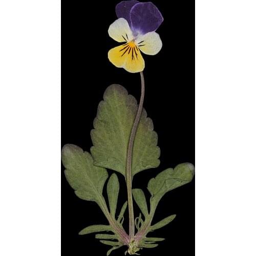 12pc Pressed Real Pansy Flowers Dried Flower Leaves For Phone Case Decor DIY