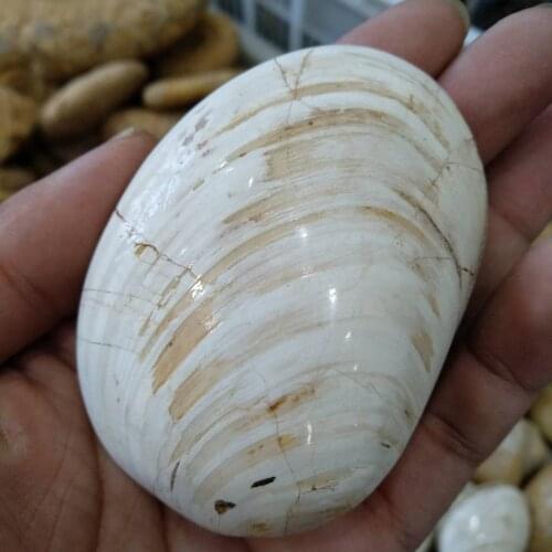 Natural fossil specimen of a Marine shell Madagascar