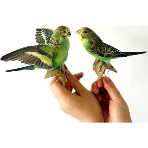 Taxidermy Stuffing Eurasian Green Colour Melopsittacus Undulatus / Budgerigar Budgie Parrot Specimen Teaching / Decoration
