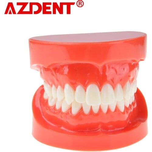 Dental Prosthesis Teeth Model Jaw Standard Typodont Demonstration Denture Teaching Model Dentist Simulator Technician Tools