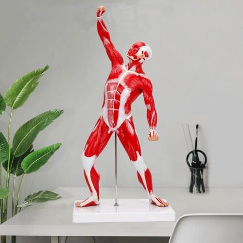 BIX-A1099 50cm Human Muscle Anatomy Model Medical Teaching Model