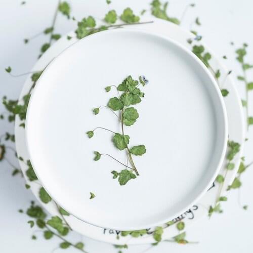 60pcs Pressed Dried Flower Veronica didyma Tenore Stem Herbarium Epoxy Jewelry Bookmark Phone Case Makeup Nail Art Craft DIY