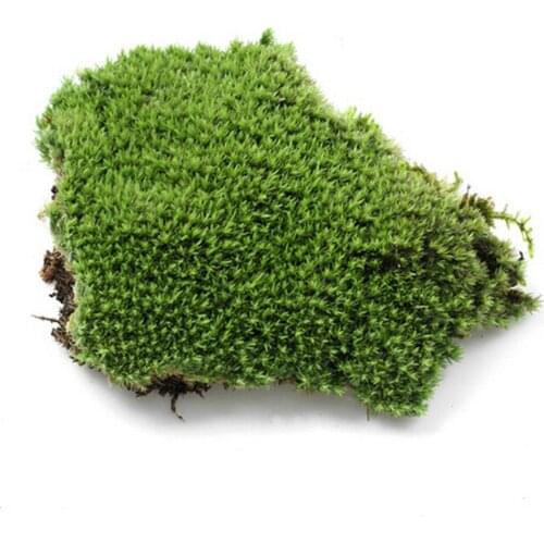 1Pc DIY Miniature Micro Landscaping Artificial Moss Plant Long Plush Stone Home Garden Wedding Decoration Craft Accessories